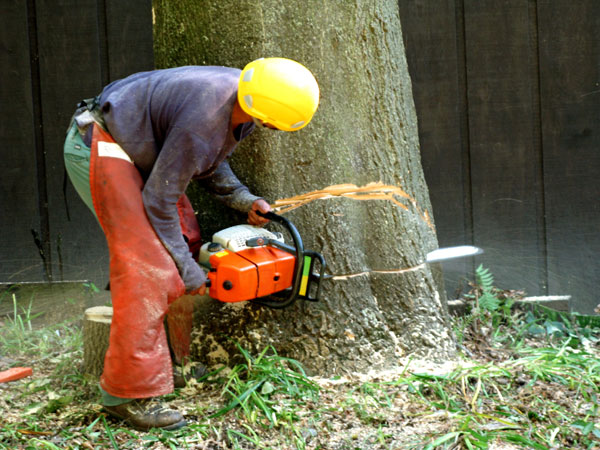 Entreprise d'élagage et abattage d'arbres - Moulins - Ambiance Elagage