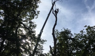 Abattage par démontage d'arbres morts et dangereux vers Moulins