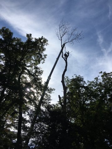 Abattage par démontage d'arbres morts et dangereux vers Moulins